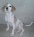 Laika