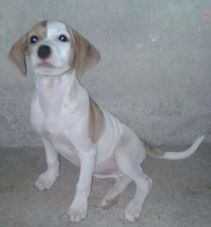 Cachorro raça SRD idade 2 a 6 meses nome Laika