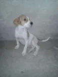 Laika