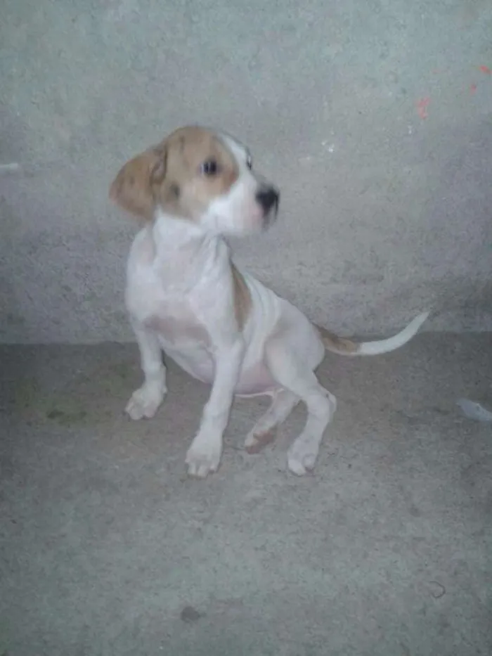 Cachorro raça SRD idade 2 a 6 meses nome Laika