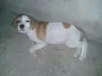 Laika
