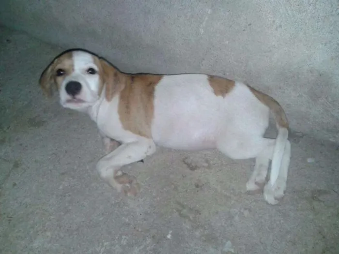 Cachorro raça SRD idade 2 a 6 meses nome Laika