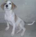 Laika