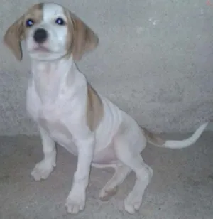 Cachorro raça SRD idade 2 a 6 meses nome Laika