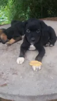 bolinha