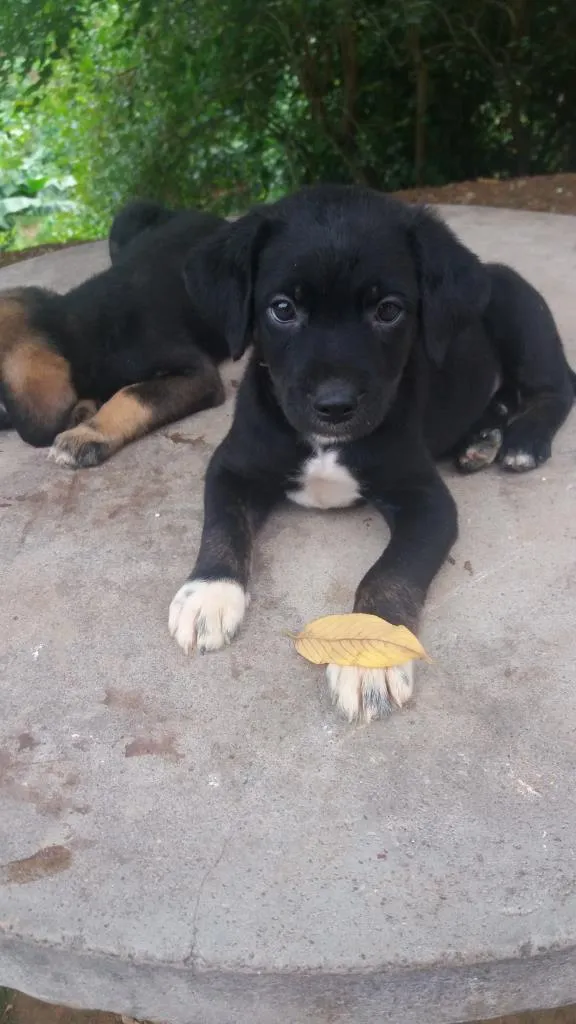 Cachorro raça  idade Abaixo de 2 meses nome bolinha