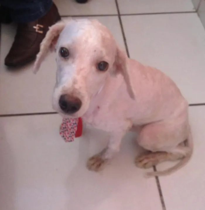 Cachorro ra a Poodle idade 1 ano nome Toquinho