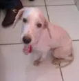 Toquinho