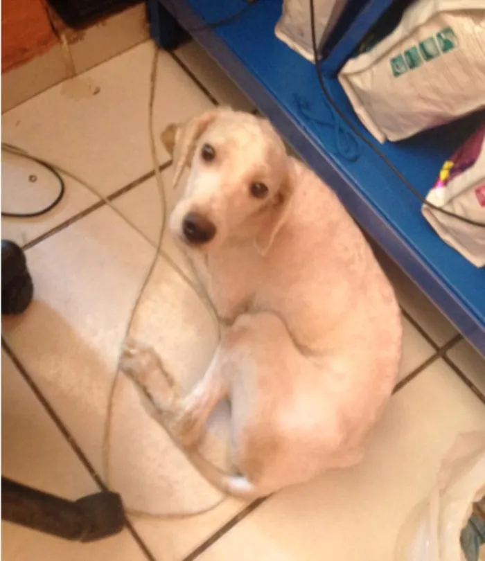 Cachorro ra a Poodle idade 1 ano nome Toquinho