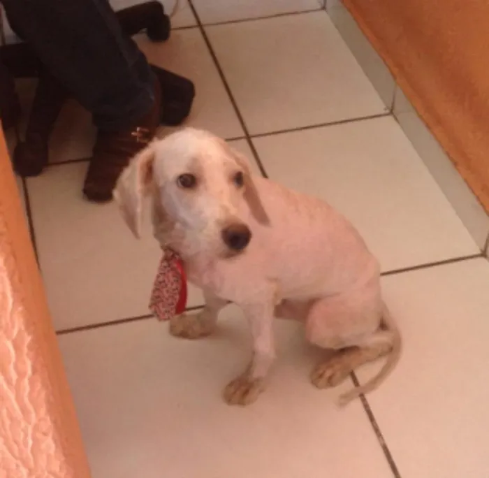 Cachorro ra a Poodle idade 1 ano nome Toquinho