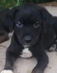 bolinha