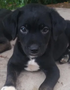 Cachorro raça  idade Abaixo de 2 meses nome bolinha
