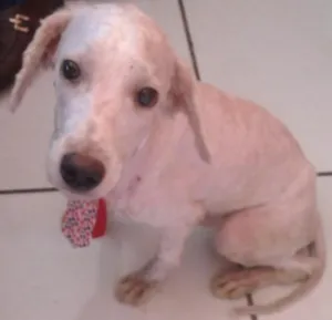 Cachorro raça Poodle idade 1 ano nome Toquinho