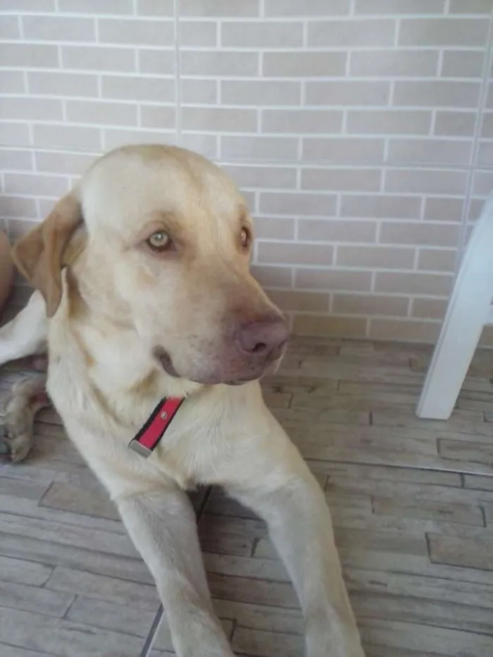 Cachorro raça Labrador idade 2 anos nome BEETHOVEN