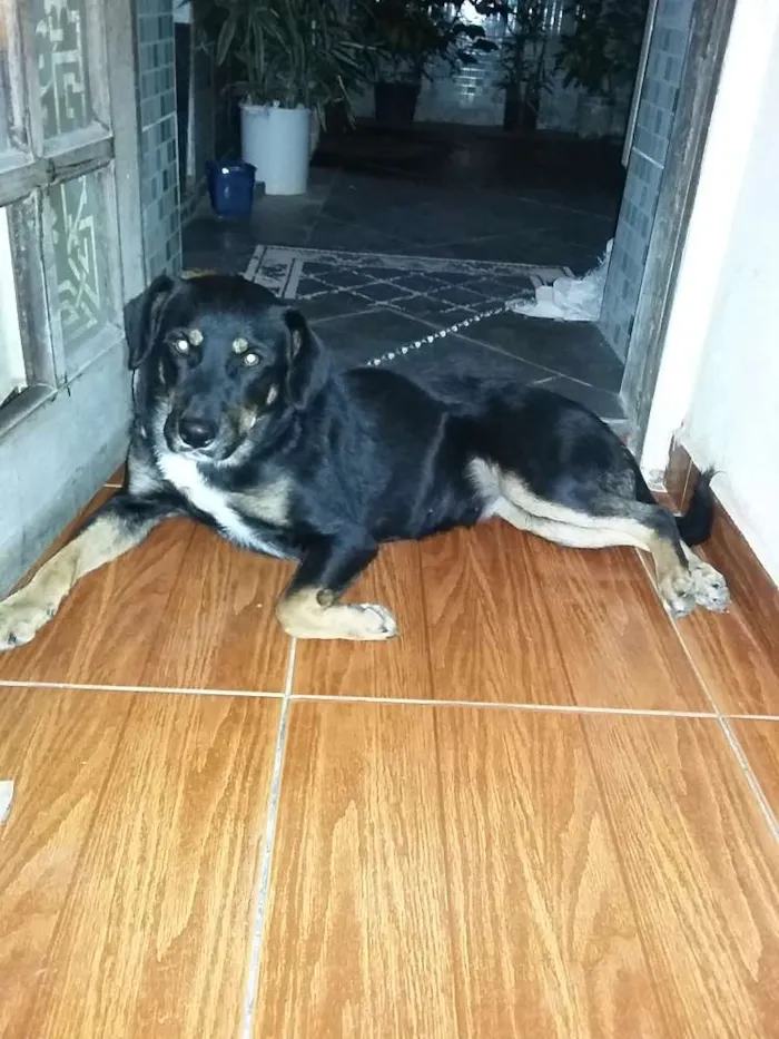 Cachorro ra a SRD idade 1 ano nome PRINCESA