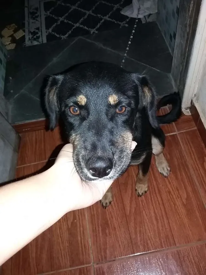 Cachorro ra a SRD idade 1 ano nome PRINCESA