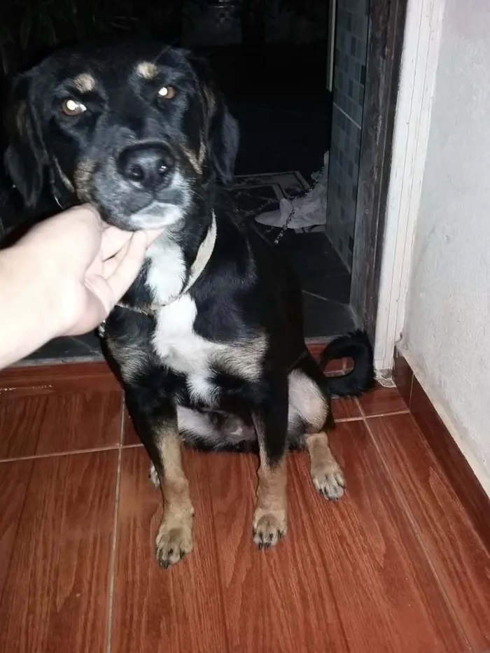 Cachorro ra a SRD idade 1 ano nome PRINCESA
