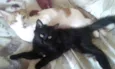 Mimo e lalinha