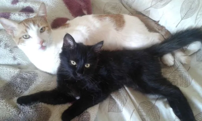 Gato raça Indefinido e guará idade  nome Mimo e lalinha