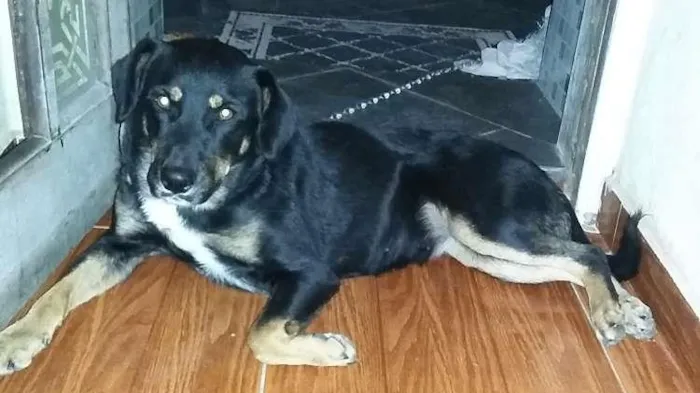 Cachorro ra a SRD idade 1 ano nome PRINCESA