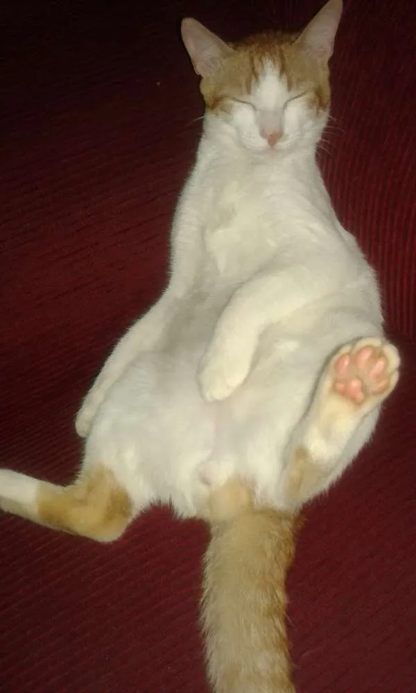 Gato raça Indefinido e guará idade  nome Mimo e lalinha
