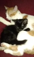 Mimo e lalinha