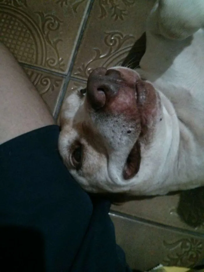 Cachorro ra a Pit-Bull idade 5 anos nome Bebezão