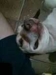 Bebezão