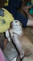 Bebezão