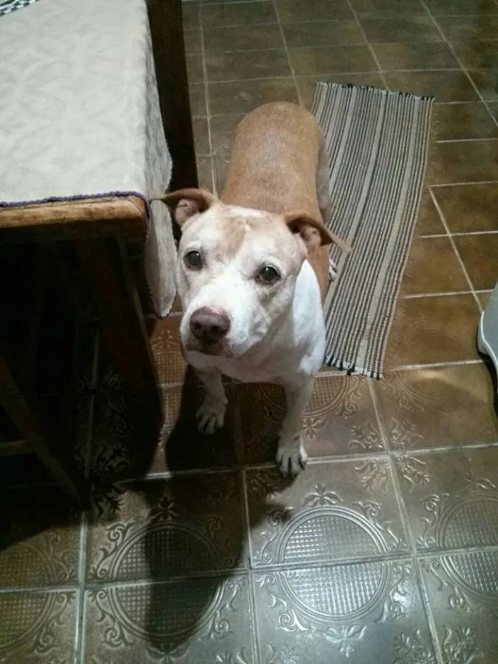 Cachorro ra a Pit-Bull idade 5 anos nome Bebezão