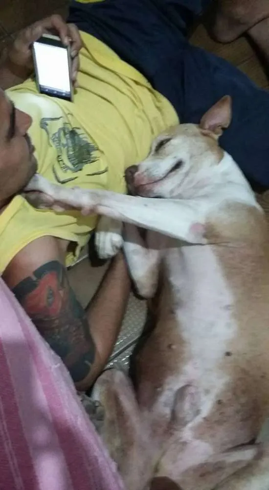 Cachorro ra a Pit-Bull idade 5 anos nome Bebezão