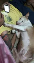 Bebezão