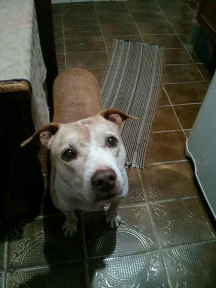 Cachorro ra a Pit-Bull idade 5 anos nome Bebezão