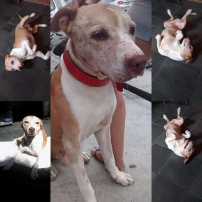 Cachorro ra a Pit-Bull idade 5 anos nome Bebezão