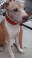 Bebezão