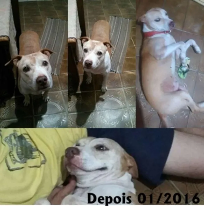 Cachorro ra a Pit-Bull idade 5 anos nome Bebezão