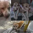 Bebezão