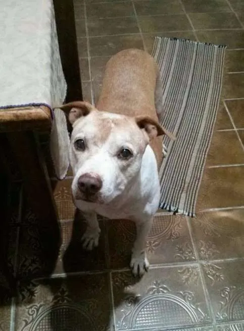 Cachorro ra a Pit-Bull idade 5 anos nome Bebezão