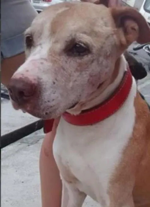 Cachorro ra a Pit-Bull idade 5 anos nome Bebezão