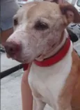 Bebezão