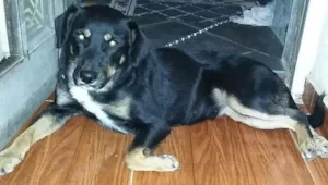 Cachorro raça SRD idade 1 ano nome PRINCESA