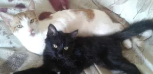 Gato raça Indefinido e guará idade  nome Mimo e lalinha