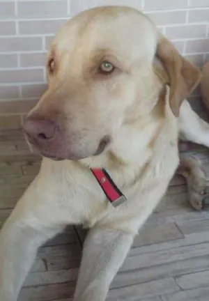 Cachorro raça Labrador idade 2 anos nome BEETHOVEN