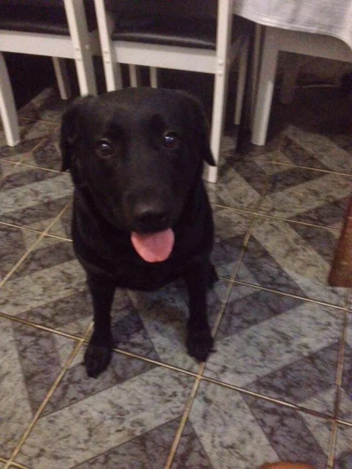 Cachorro raça LABRADOR idade 6 ou mais anos nome DANDARA