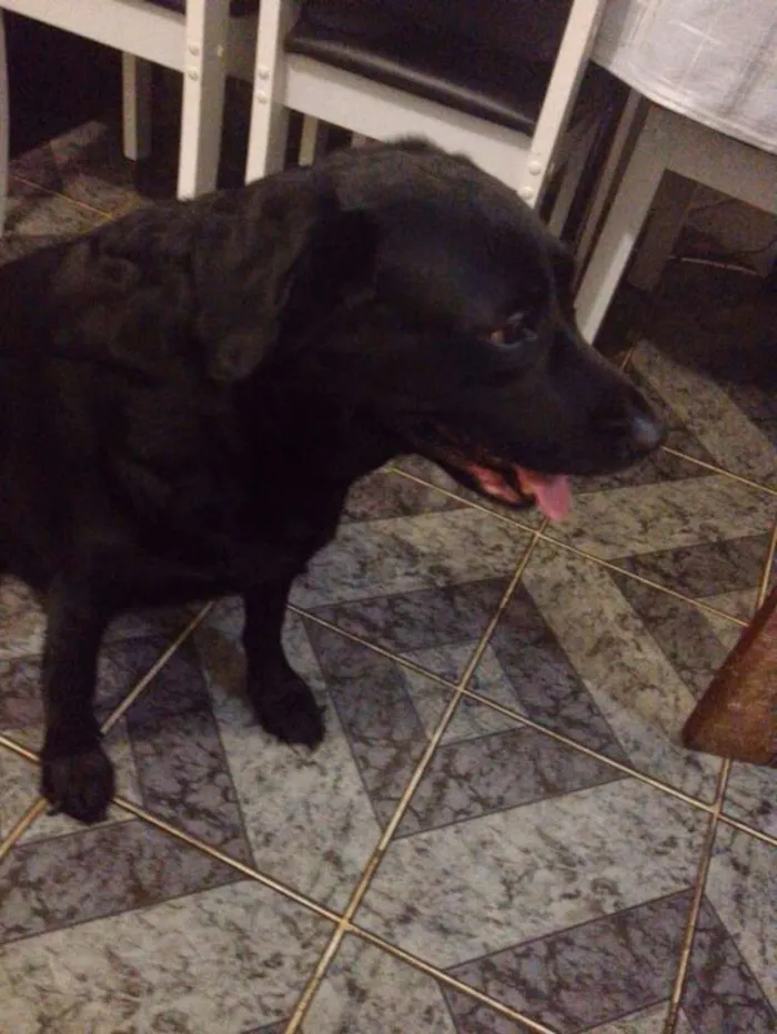 Cachorro raça LABRADOR idade 6 ou mais anos nome DANDARA