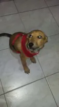 Dudu