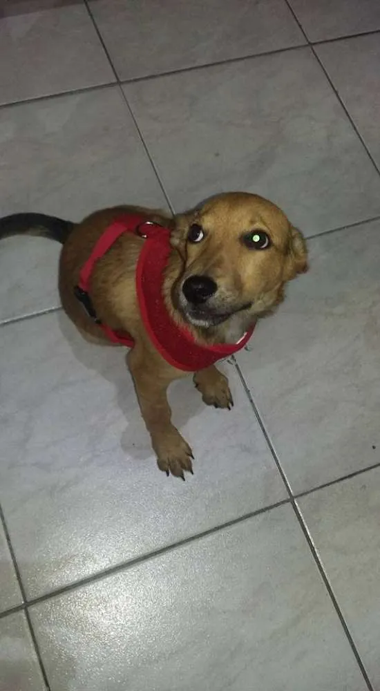 Cachorro ra a Vira Lata idade 1 ano nome Dudu