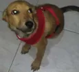 Dudu