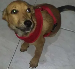 Cachorro raça Vira Lata idade 1 ano nome Dudu