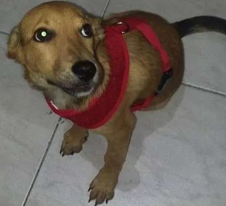 Cachorro ra a Vira Lata idade 1 ano nome Dudu